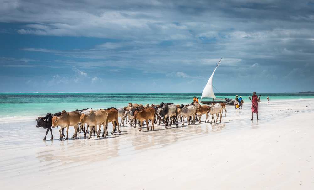 Masai cattle on Zanzibar beach a Jeffrey C. Sink
