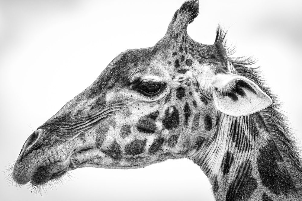 Maasai giraffe a Jeffrey C. Sink