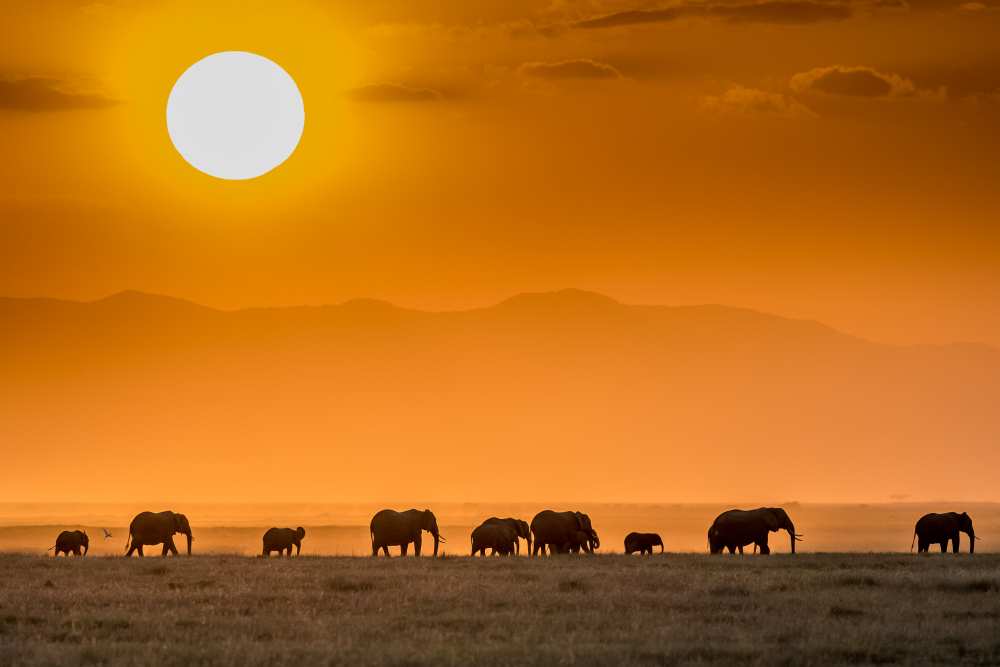 Sunrise over Amboseli a Jeffrey C. Sink