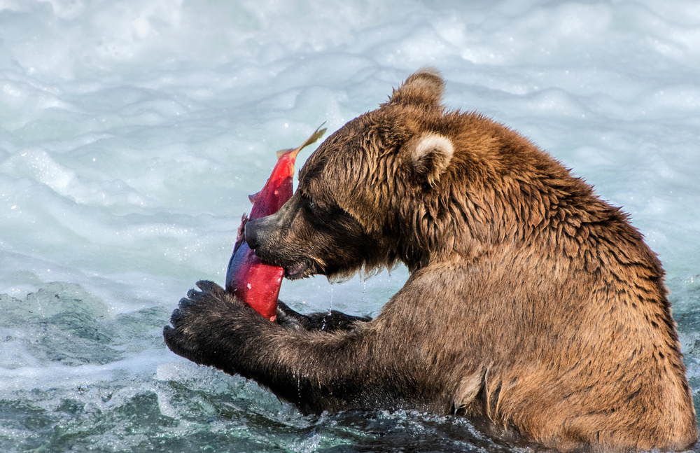 Sashimi for The bear, a Jie Fischer