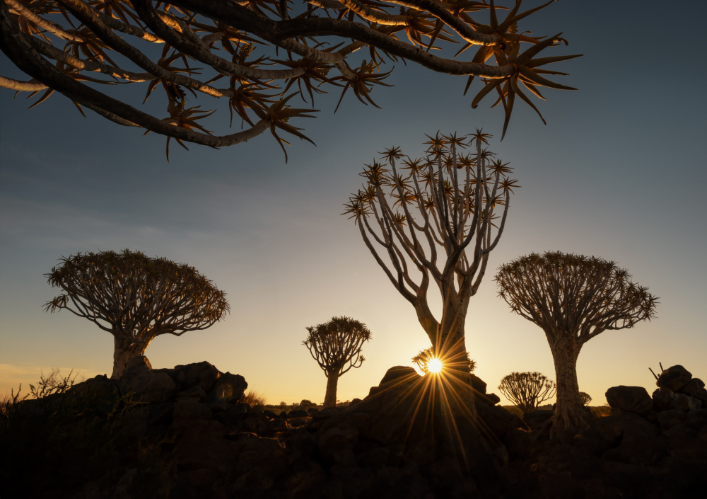 The Quiver trees in Namibia a Joan Zhang