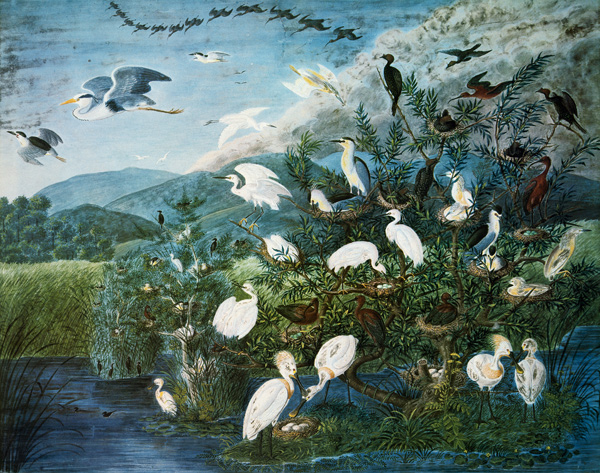 Vogelleben in einem ungarischen Sumpf a Johann Friedrich Naumann