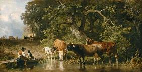 Pastorello con mucche all'abbeveratoio