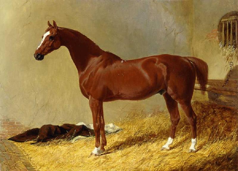 Ein rotbraunes Rennpferd in einem Stall a John Frederick Herring Il Vecchio