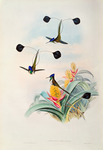 Hummingbird, Loddigesia Mirabilis a John Gould