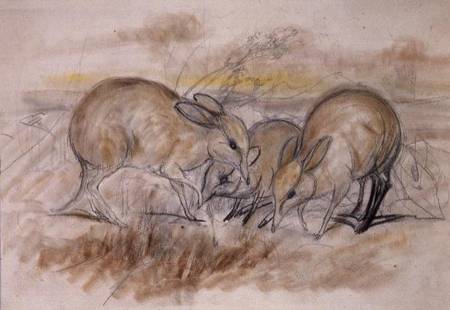 Pig-Footed Bandicoot (pencil and chalk) a John Gould