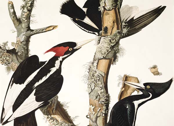 Ivory-billed Woodpecker, from 'Birds of America', engraved by Robert Havell (1793-1878) 1829 (colour a John James Audubon