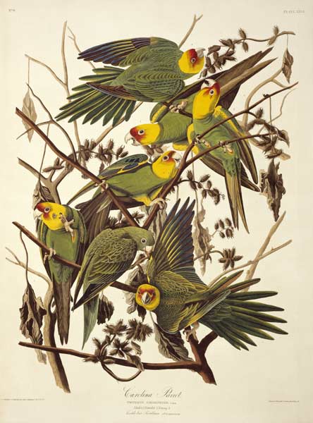 Carolina Parakeet, from 'Birds of America' a John James Audubon