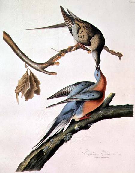 Passenger Pigeon, from 'Birds of America' a John James Audubon