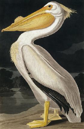 Pellicano Bianco d'America, estratto da Birds of America', di Robert Havell (1793-1878)