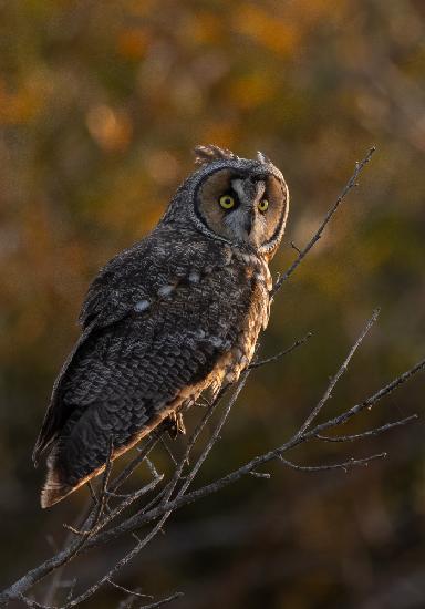 Long Ear Owl