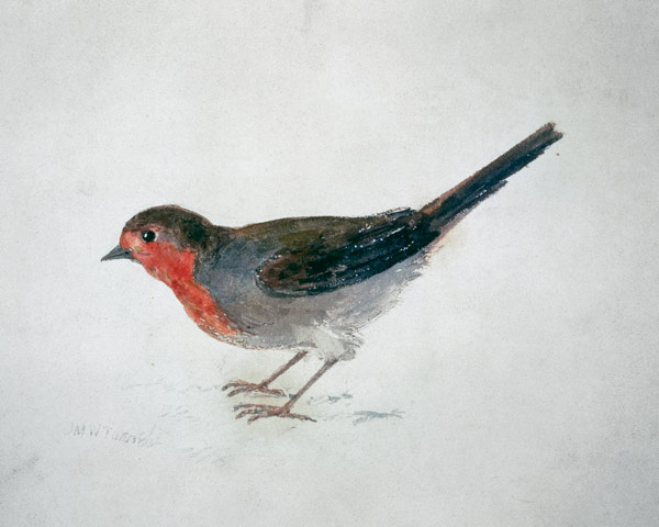 Pettirosso, da The Farnley Book of Birds, 1816 circa (matita e acquerelli su carta) a William Turner
