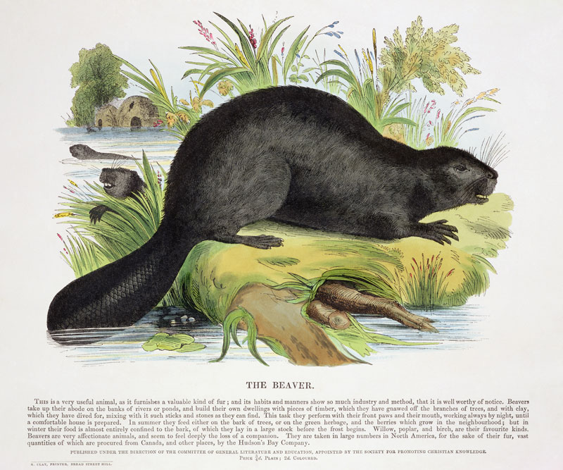 The Beaver, educational illustration pub. by the Society for Promoting Christian Knowledge, 1843 (aq a Josiah Wood Whymper