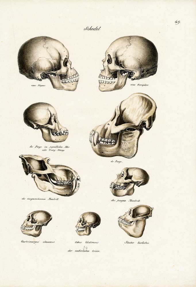 Human Skulls a Karl Joseph Brodtmann