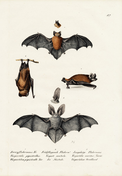 Common Pipistrelle a Karl Joseph Brodtmann