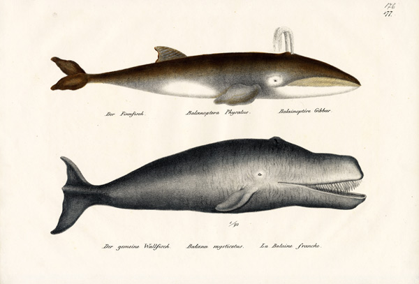Fin Whale a Karl Joseph Brodtmann