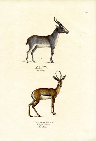Saiga Antelope a Karl Joseph Brodtmann