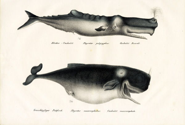 Sperm Whales a Karl Joseph Brodtmann