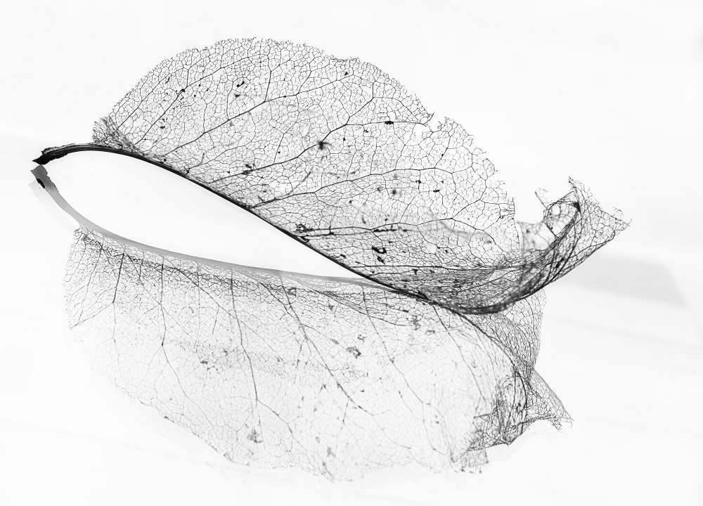 The old leaf a Katarina Holmström
