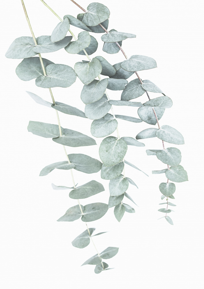 Eucalyptus I a Kathrin Pienaar