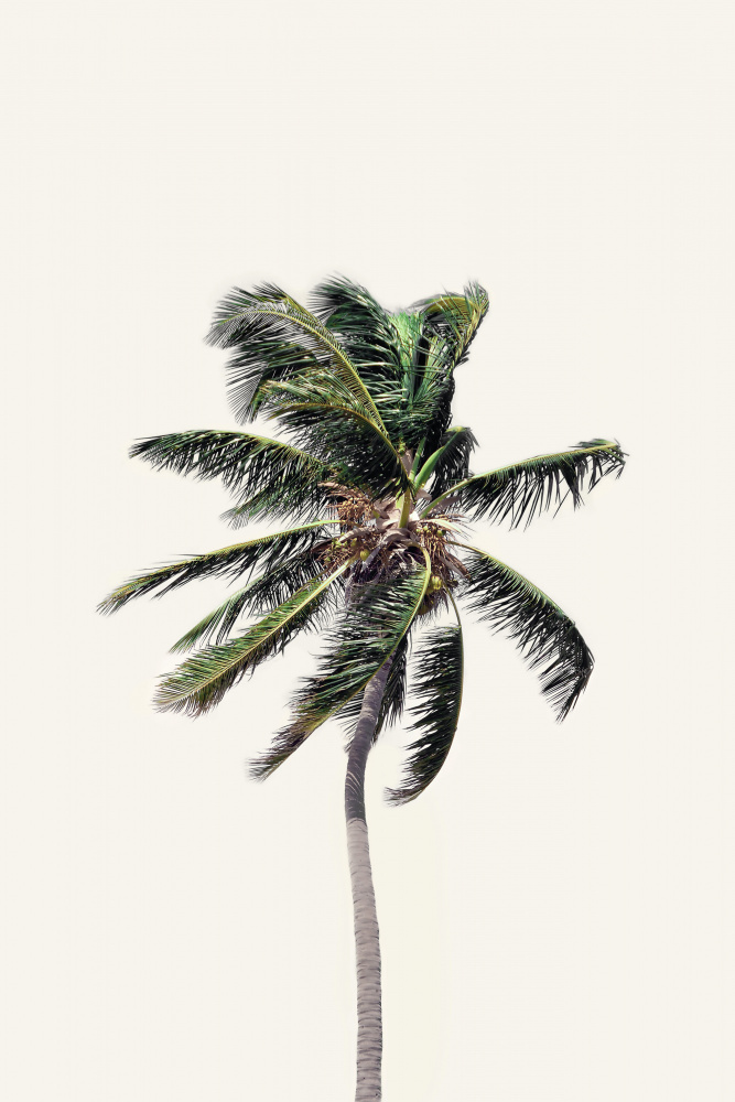 Windy Palm Tree a Kathrin Pienaar