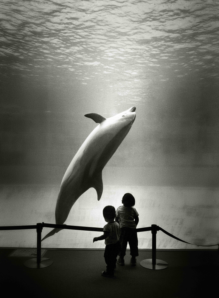 Do aquarium dolphins dream of the ocean? a Kenichiro Hagiwara