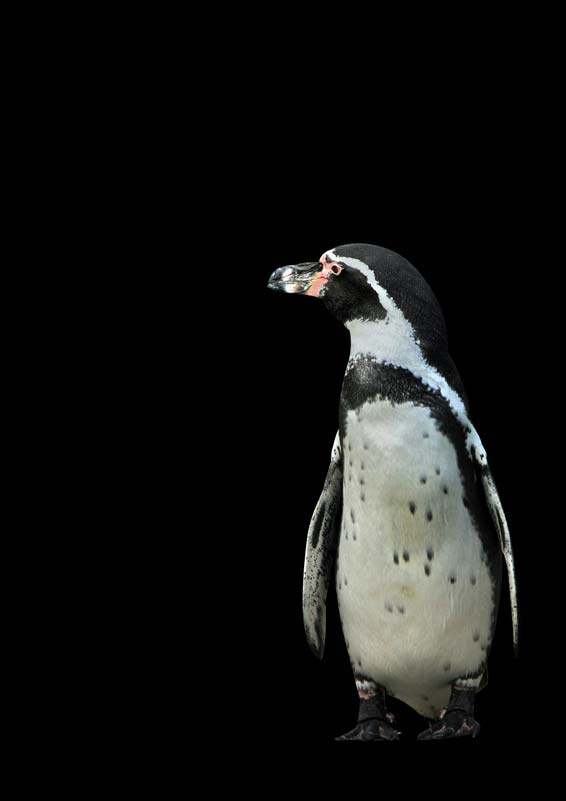 Pinguino II a Kunskopie Kunstkopie