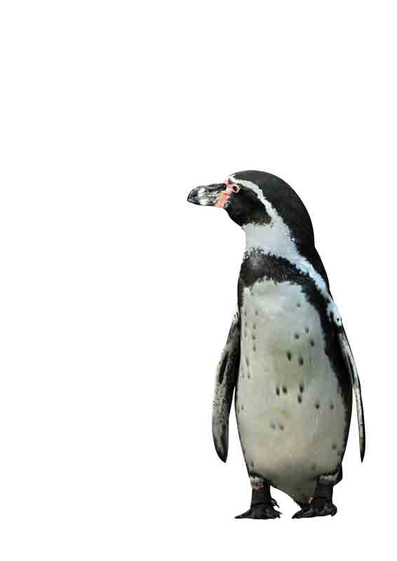Pinguino a Kunskopie Kunstkopie