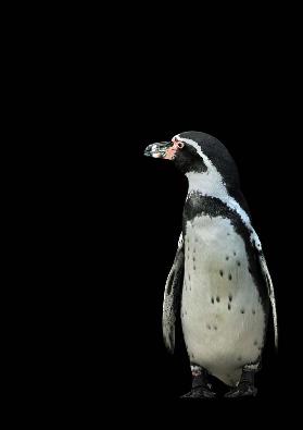 Pinguino II