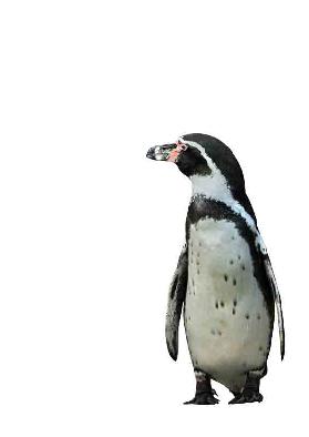 Pinguino - Kunskopie Kunstkopie