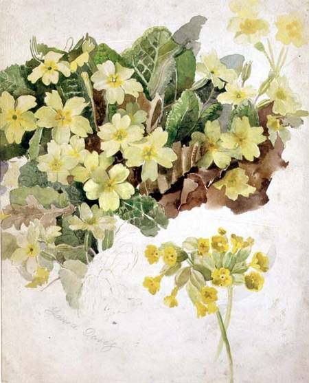 Study of Primroses and Cowslips a Laura Darcy Strutt
