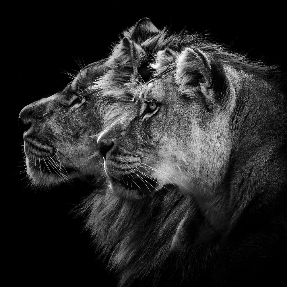 Lion and  lioness portrait a Laurent Lothare Dambreville