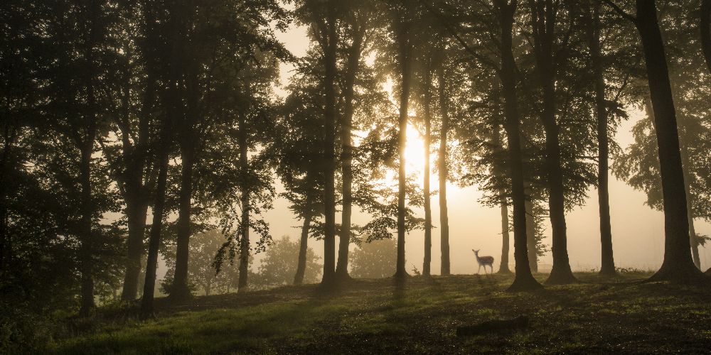 Deer in the morning mist. a Leif Løndal