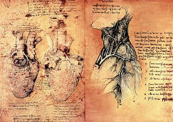 Disegni anatomici del cuore e dei vasi sanguigni, Quaderni di Anatomia vol  2; folio 3v - Leonardo da Vinci