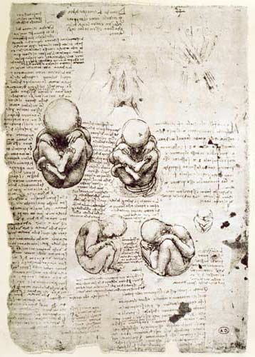 Cinque vedute del feto nell' utero - facsimile - disegno di Leonardo da  Vinci