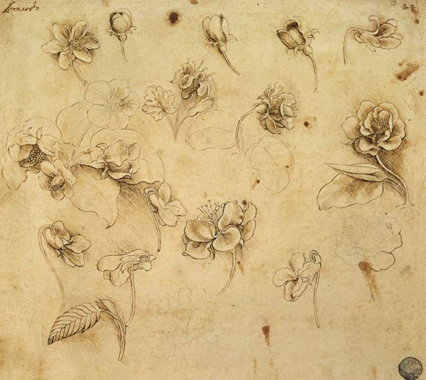 Studio di fiori a Leonardo da Vinci