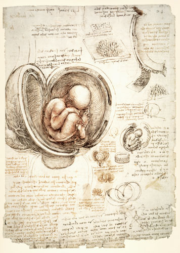 Feto umano nell'utero -  facsimile a Leonardo da Vinci