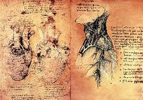 Disegni anatomici del cuore e dei vasi sanguigni, Quaderni di Anatomia vol 2; folio 3v