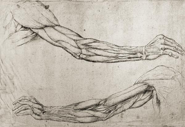 Studio di braccia a Leonardo da Vinci