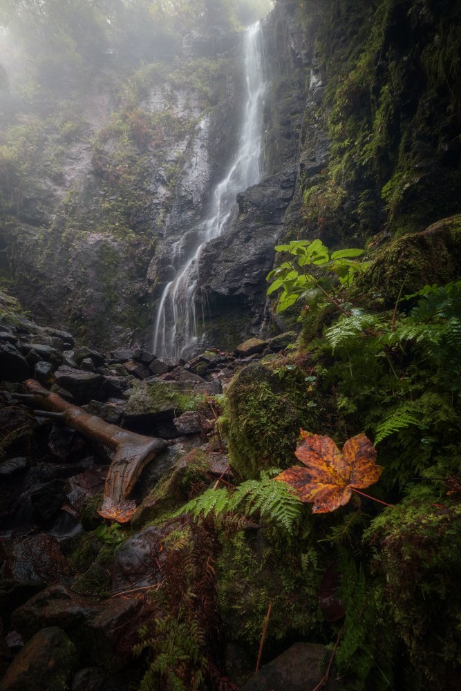 The Leaf, The Mist &amp; The Waterfall. a Lost in Woodlands