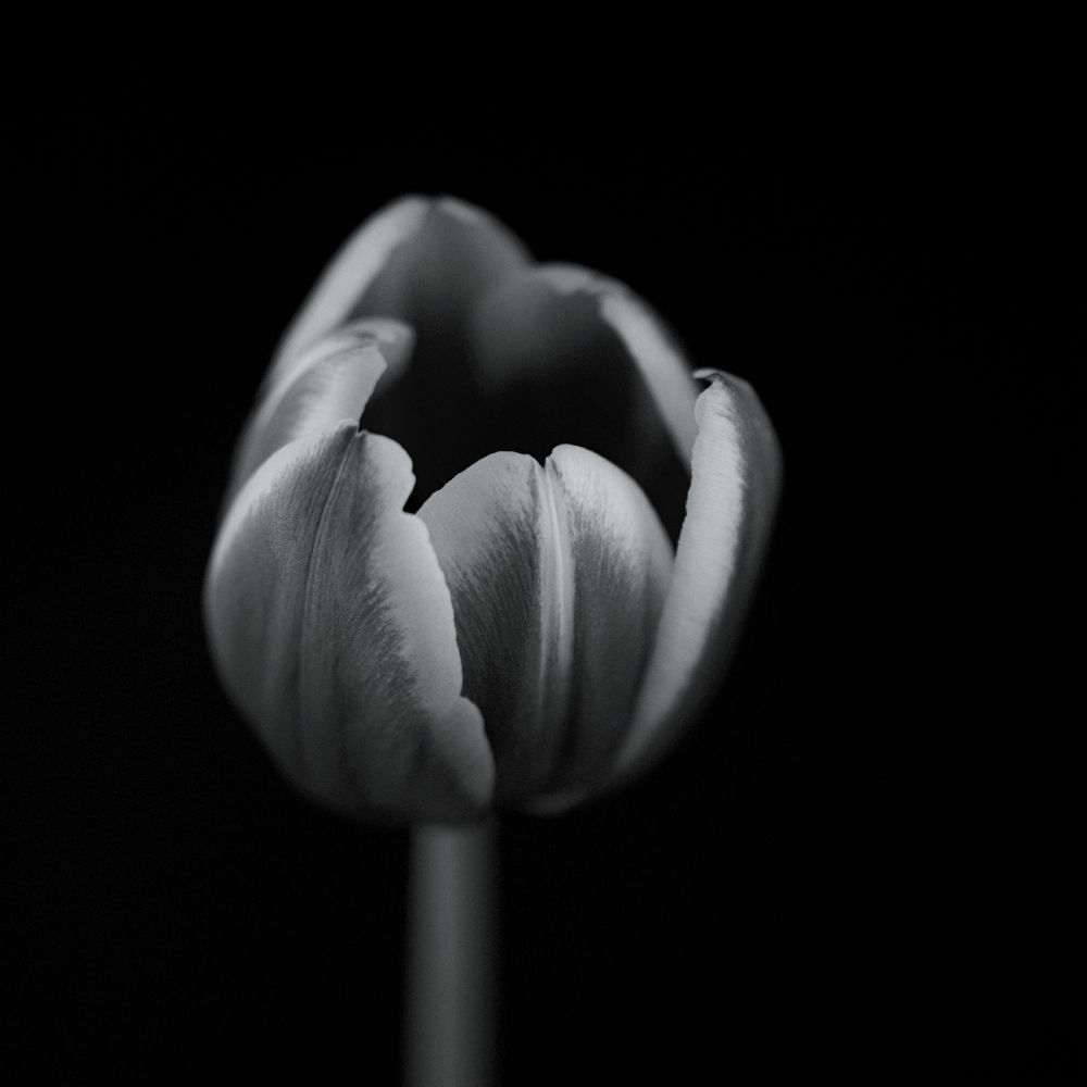 Tulip in mono a Lotte Gronkjaer