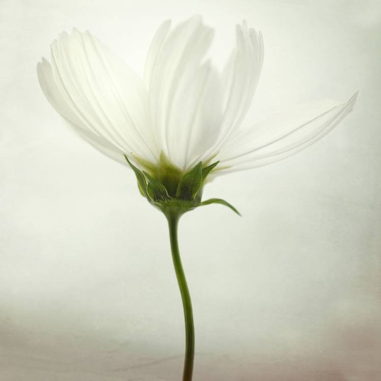 White cosmos a Lotte Gronkjaer