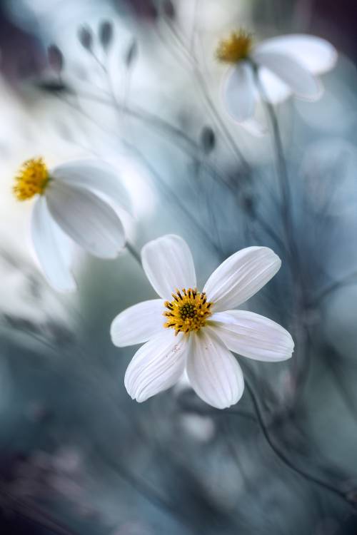 Cosmos a Mandy Disher