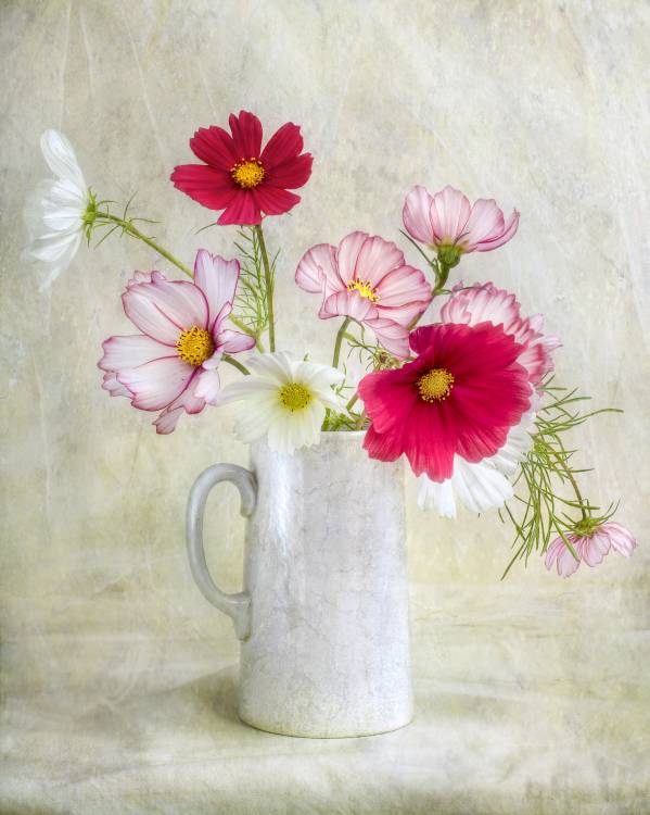 Cosmos carnival a Mandy Disher