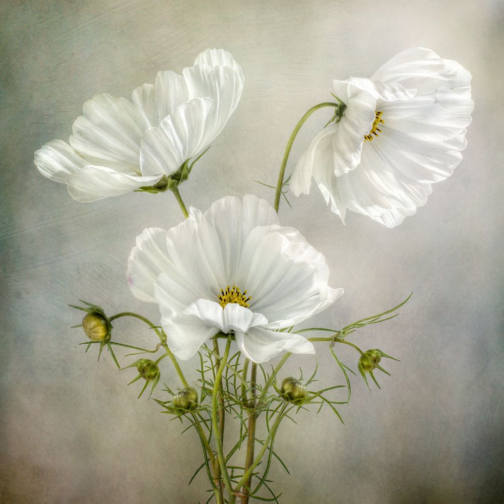 Cosmos Charm a Mandy Disher