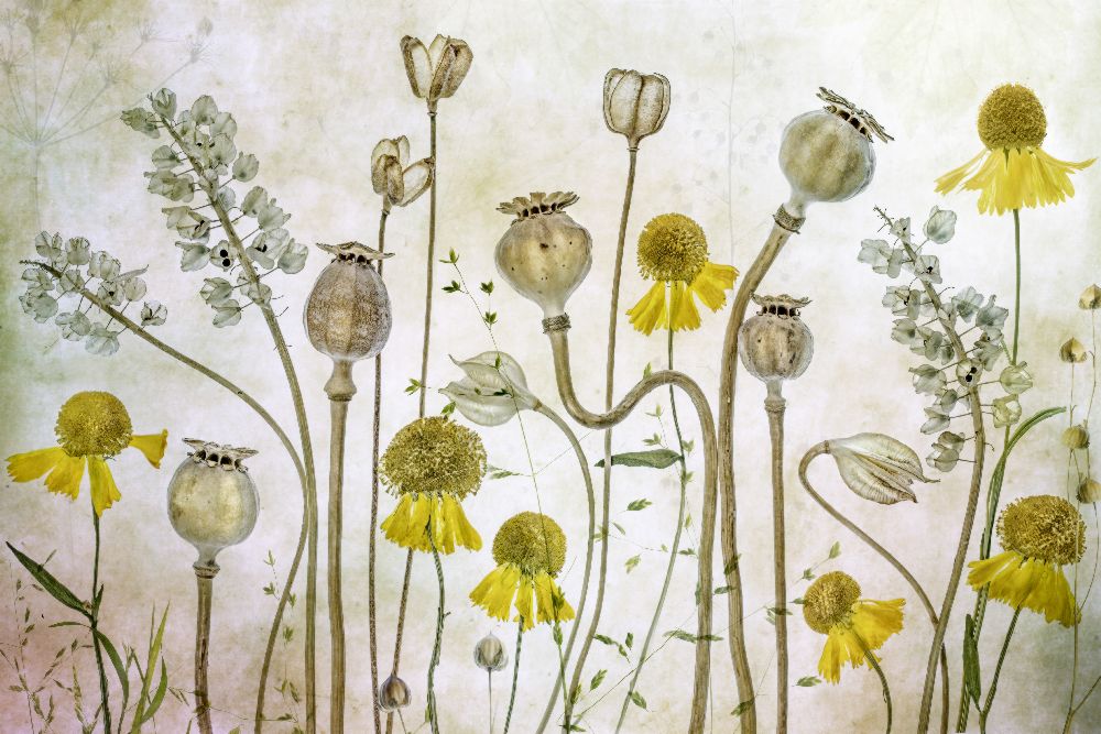 Poppies and Helenium a Mandy Disher