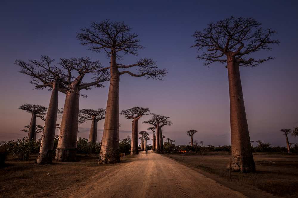 AllA©e des Baobabs a Marco Tagliarino