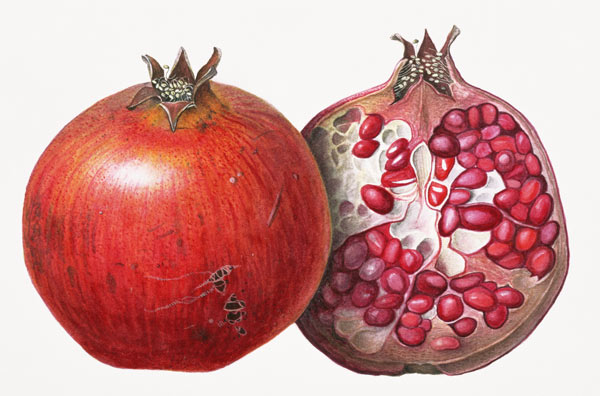 Pomegranate, 1995 (w/c on paper)  a Margaret Ann  Eden