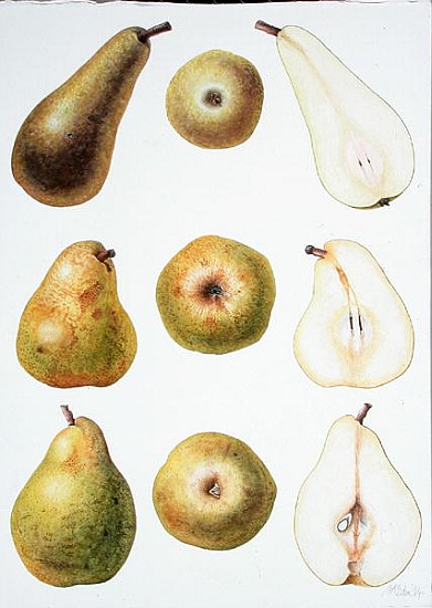 Six Pears, 1994 (w/c on paper)  a Margaret Ann  Eden