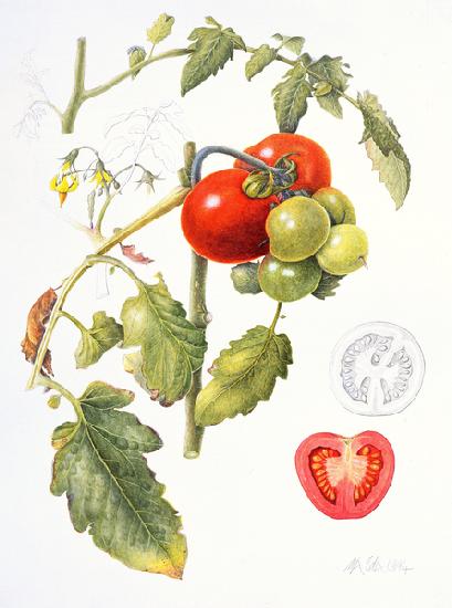 Tomatoes